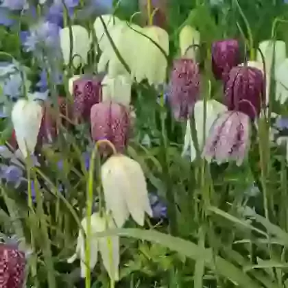 Fritillaria Meleagris